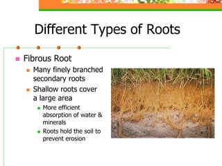 3 1-plant structural anatomy and physiology | PDF