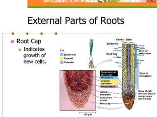 3 1-plant structural anatomy and physiology | PDF