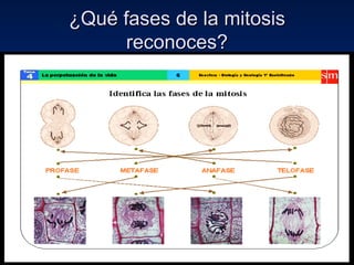 ¿Qué fases de la mitosis reconoces? 