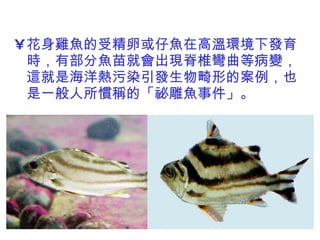 花身雞魚的受精卵或仔魚在高溫環境下發育時，有部分魚苗就會出現脊椎彎曲等病變，這就是海洋熱污染引發生物畸形的案例，也是一般人所慣稱的「祕雕魚事件」。 