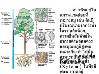 -  หากพืชอยู่ในสภาพแวดล้อมที่เหมาะสม เช่น  ดินมีปริมาณน้ำมากกว่าน้ำในรากเล็กน้อย ,  ความชื้นสัมพัทธ์ในอากาศต่ำพอสมควร และอุณหภูมิสูงพอเหมาะ ก็จะทำให้ พืชสามารถลำเลียงน้ำได้โดยไม่ขาดสาย -  เว้นแต่ ภายในเนื้อเยื่อลำเลียงน้ำ  ( Xylem )  ในพืชมีฟองอากาศอยู่ 
