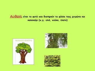 Αειθαλή :   είναι τα φυτά που διατηρούν τα φύλλα τους χειμώνα και καλοκαίρι (π.χ. ελιά, πεύκο, έλατο) 