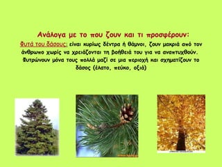       Ανάλογα με το που ζουν και τι προσφέρουν:   Φυτά του δάσους :   είναι κυρίως δέντρα ή θάμνοι, ζουν μακριά από τον άνθρωπο χωρίς να χρειάζονται τη βοήθειά του για να αναπτυχθούν.  Φυτρώνουν μόνα τους πολλά μαζί σε μια περιοχή και σχηματίζουν το δάσος (έλατο, πεύκο, οξιά) 