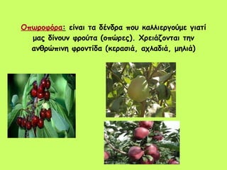 Οπωροφόρα :  είναι τα δένδρα που καλλιεργούμε γιατί μας δίνουν φρούτα (οπώρες). Χρειάζονται την ανθρώπινη φροντίδα (κερασιά, αχλαδιά, μηλιά) 