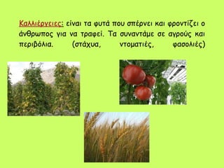 Καλλιέργειες :  είναι τα φυτά που σπέρνει και φροντίζει ο άνθρωπος για να τραφεί. Τα συναντάμε σε αγρούς και περιβόλια. (στάχυα, ντοματιές, φασολιές) 