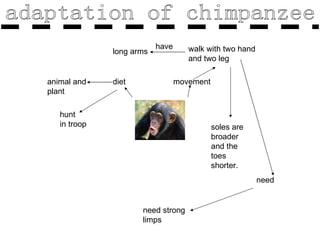 adaptation of chimpanzee movement diet animal and plant walk with two hand and two leg soles are broader and the toes shorter. need need strong limps hunt in troop have long arms 