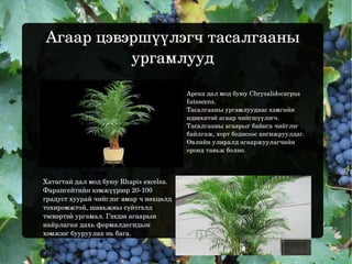 Агаар цэвэршүүлэгч тасалгааны ургамлууд Хатагтай дал мод буюу Rhapis excelsa. Фарангейтийн хэмжүүрээр 20-100 градуст хуурай чийглэг ямар ч нөхцөлд тохиромжтой, шавьжны сүйтгэлд тэсвэртэй ургамал. Гэхдээ агаарын найрлаган дахь формалдегидын хэмжээг бууруулах нь бага. Арека дал мод буюу Chrysalidocarpus Iutescens. Тасалгааны ургамлуудаас хамгийн идэвхитэй агаар чийгшүүлэгч. Тасалгааны агаарыг байнга чийглэг байлгаж, хорт бодисоос ангижруулдаг. Өвлийн улиралд агааржуулагчийн оронд тавьж болно. 