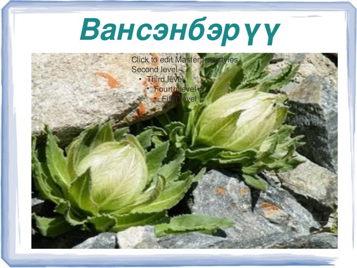 үзүүлэн3 цэцэг