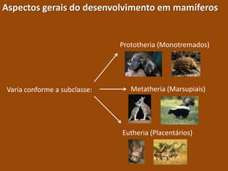 Aspectos gerais do desenvolvimento em mamíferos Prototheria (Monotremados) Metatheria (Marsupiais) Varia conforme a subclasse: Eutheria (Placentários) 