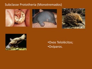Subclasse Prototheria (Monotremados)Ovos Telolécitos;
