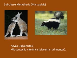 Ovíparos.Subclasse Metatheria (Marsupiais)Ovos Oligolécitos;