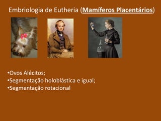 Segmentação holoblástica;