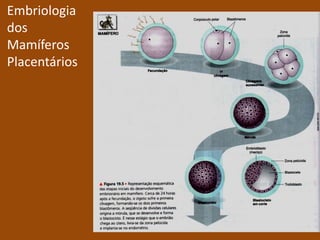 Segmentação holoblástica e igual;