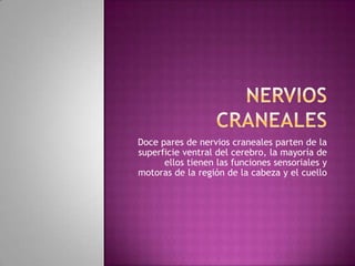 NERVIOS CRANEALES Doce pares de nervios craneales parten de la superficie ventral del cerebro, la mayoría de ellos tienen las funciones sensoriales y motoras de la región de la cabeza y el cuello 