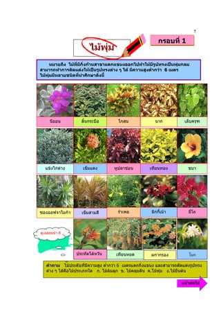 7
                                                           กรอบที่ 1
                        ไมพุม
      หมายถึง ไมที่มีกิ่งกานสาขาแตกแขนงออกไปทําใหมีรูปทรงเปนพุมกลม
สามารถทําการตัดแตงใหเปนรูปทรงตาง ๆ ได มีความสูงต่ํากวา 6 เมตร
ไมพุมมีหลายชนิดที่นาศึกษาดังนี้




     นีออน          ลิ้นกระบือ         โกสน              นาก            เล็บครุฑ




  แขงไกดาง        เข็มแดง         หูปลาชอน        เทียนทอง            ชบา




ซองออฟจาไมกา       เข็มสามสี         รําเพย           มิกกี้เมา         ยี่โถ



ดูเฉลยหนา 8




                  ประทัดไตหวัน       เทียนหยด         ผกากรอง               ก
   คําถาม ไมประดับที่มีความสูง ต่ํากวา 6 เมตรแตกกิ่งแขนง และสามารถตัดแตงรูปทรง
   ตาง ๆ ไดคือไมประเภทใด ก. ไมลมลุก ข. ไมคลุมดิน ค.ไมพุม ง.ไมยืนตน

                                                                      หนาตอไป
 