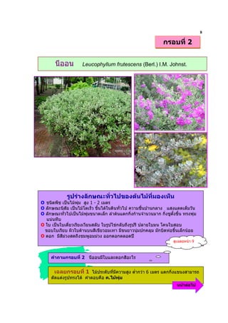 8
                                                                 กรอบที่ 2


       นีออน          Leucophyllum frutescens (Berl.) I.M. Johnst.




             รูปรางลักษณะทั่วไปของตนไมที่มองเห็น
O ชนิดพืช เปนไมพุม สูง 1 - 2 เมตร
O ลักษณะนิสัย เปนไมโตเร็ว ขึ้นไดในดินทั่วไป ความชื้นปานกลาง แสงแดดเต็มวัน
O ลักษณะทั่วไปเปนไมพุมขนาดเล็ก ลําตนแตกกิ่งกานจํานวนมาก กิ่งชูตั้งขึ้น ทรงพุม
   แนนทึบ
O ใบ เปนใบเดี่ยวเรียงเวียนสลับ ใบรูปไขกลับถึงรูปรี ปลายใบมน โคนใบสอบ
  ขอบใบเรียบ ผิวใบดานบนสีเขียวอมเทา มีขนยาวนุมปกคลุม มักบิดหอขึ้นเล็กนอย
O ดอก มีสีมวงสดถึงชมพูอมมวง ออกดอกตลอดป
                                                                      ดูเฉลยหนา 9



     คําถามกรอบที่ 2 นีออนมีใบและดอกสีอะไร


       เฉลยกรอบที่ 1 ไมประดับที่มความสูง ต่ํากวา 6 เมตร แตกกิ่งแขนงสามารถ
                                     ี
     ตัดแตงรูปทรงได คําตอบคือ ค.ไมพุม
                                                                        หนาตอไป
 