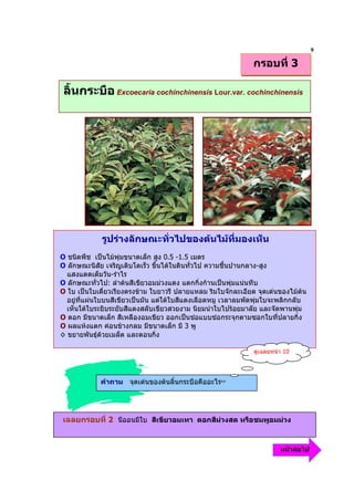 9
                                                             กรอบที่ 3

 ลิ้นกระบือ Excoecaria cochinchinensis Lour.var. cochinchinensis




             รูปรางลักษณะทั่วไปของตนไมที่มองเห็น
O ชนิดพืช เปนไมพุมขนาดเล็ก สูง 0.5 -1.5 เมตร
O ลักษณะนิสัย เจริญเติบโตเร็ว ขึ้นไดในดินทั่วไป ความชื้นปานกลาง-สูง
  แสงแดดเต็มวัน-รําไร
O ลักษณะทั่วไป: ลําตนสีเขียวอมมวงแดง แตกกิ่งกานเปนพุมแนนทึบ
O ใบ เปนใบเดี่ยวเรียงตรงขาม ใบยาวรี ปลายแหลม ริมใบจักละเอียด จุดเดนของไมตน
  อยูที่แผนใบบนสีเขียวเปนมัน แตใตใบสีแดงเลือดหมู เวลาลมพัดพุมใบจะพลิกกลับ
  เห็นใตใบระยิบระยับสีแดงสลับเขียวสวยงาม นิยมนําใบไปรอยมาลัย และจัดพานพุม
O ดอก มีขนาดเล็ก สีเหลืองอมเขียว ออกเปนชอแบบชอกระจุกตามซอกใบที่ปลายกิ่ง
O ผลแหงแตก คอนขางกลม มีขนาดเล็ก มี 3 พู
◊ ขยายพันธุดวยเมล็ด และตอนกิ่ง

                                                              ดูเฉลยหนา 10




             คําถาม จุดเดนของตนลิ้นกระบือคืออะไร




เฉลยกรอบที่ 2 นีออนมีใบ สีเขียวอมเทา ดอกสีมวงสด หรือชมพูอมมวง


                                                                       หนาตอไป
 