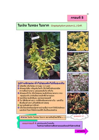 11
                                                          กรอบที่ 5

ใบเงิน ใบทอง ใบนาก                    Graptophyllum pictum (L.) Griff.




รูปรางลักษณะทั่วไปของตนไมที่มองเห็น
O ชนิดพืช เปนไมพุม ความสูง 1-2 เมตร
O ลักษณะนิสัย เจริญเติบโตเร็ว ขึ้นไดดีในดินทุกชนิด
  ความชื้นปานกลาง แสงแดดเต็มวัน-ครึ่งวัน
O ลักษณะทั่วไป เปนไมพุมขนาดเล็กถึงขนาดกลาง ทรง
   พุมรูปแจกัน ลําตนมีขนาดเล็กสีน้ําตาลออน
O ดอกมีขนาดเล็กสีแดง ออกดอกตลอดป
O ใบ มีสีเขียวดางขาว จะมีสีเหลืองตรงกลางใบ และมีใบ
  สีเหลืองดางขาว,มีใบสีเขียวดางชมพู
O ขยายพันธุดวยการปกชํา
O เปนไมมงคลนิยมปลูกตามบานเชื่อวาจะทําใหมีเงินมีทอง
  และยังนําใบมาใชประกอบพิธี อันเปนมงคลดวย


                                                             ดูเฉลยหนา 12
   คําถาม ใบเงิน ใบทอง ใบนาก ขยายพันธุโดยวิธีใด


     เฉลยกรอบที่ 4 เสนหของตนโกสนคือ
                      ใบสวยงามมีหลายสีหลายแบบผันแปรไปตามพันธุ

                                                                 หนาตอไป
 