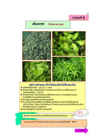 12
                                                            กรอบที่ 6

             เล็บครุฑ          Polyscias spp.




         รูปรางลักษณะทั่วไปของตนไมที่มองเห็น
O ชนิดพืชเปนไมพุม สูง 0.5 -1 เมตร
O ลักษณะนิสัย เจริญเติบโตเร็ว ชอบดินระบายน้ําดี ความชื้นปานกลาง
   แสงแดดเต็มวัน - รมรําไร
O ลักษณะทั่วไป เปนไมพุมขนาดเล็กถึงขนาดกลาง ทรงพุมรูปทรงกลม
  ลําตนมีสีน้ําตาลออนมีจุดเขมทั่วไป
O ดอกมีขนาดเล็กสีขาวออกดอกตลอดป
O ใบ เปนใบประกอบมีสีดางลายสีเขียวออนถึงแก ลักษณะใบมีทั้งรูปกลม
   รูปรี รูปไขหอ ใบเรียว ริมจักขลิบขาว ใบฝอย และรอบแผนใบยังมีหนามเล็กๆ
  จึงเปนที่มาของคําวาเล็บครุฑ
O ขยายพันธุดวยการปกชํา และตอนกิ่ง
                                                                  ดูเฉลย
                                                                  หนา 13
   คําถาม เล็บครุฑที่มาของชื่อคือสวนใดของตนเล็บครุฑ


   เฉลยกรอบที่ 5 ใบเงิน ใบทอง ใบนาก ขยายพันธุโดยวิธี ปกชํา


                                                                 หนาตอไป
 