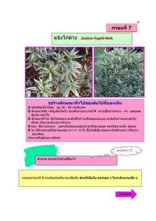 13
                                                                  กรอบที่ 7

                       แขงไกดาง         Justicia fragilis Wall.




                   รูปรางลักษณะทั่วไปของตนไมที่มองเห็น
    O ชนิดพืชเปนไมพุม สูง 30 - 60 เซนติเมตร
    O ลักษณะนิสัย เจริญเติบโตเร็ว ชอบดินรวนระบายน้ําดี ความชื้นปานกลาง - ต่ํา แสงแดด
      เต็มวัน-รมรําไร
    O ลักษณะทั่วไป เปนไมพุมขนาดเล็กมีกิ่งกานเปนพุมแนนแนน ลําตนกิ่งกานและเสนใบ
      เปนดํา มีขนาดเล็กเปราะหักงาย
    O ดอก สีขาวประมวง ออกเปนชอแบบชอกระจุกที่ปลายยอด ดอกมีขนาดเล็ก รูปแตร
    O ใบ มีลักษณะรูปรีปลายแหลม ยาว 4 - 6 นิ้ว พื้นใบสีเขียวปนเทาเงินมีดางขาว หรือขาว
       อมเหลือง
    Oขยายพันธุดวยการปกชํา


                                                                     ดูเฉลยหนา 14


           คําถาม ตนแขงไกดางมีสีอะไร




เฉลยกรอบที่ 6 ตนเล็บครุฑที่มาของชื่อคือ สวนที่เปนใบ ตรงรอบ ๆ ใบจะมีหนามเล็ก ๆ



                                                                       หนาตอไป
 