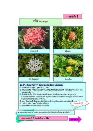 14
                                                                กรอบที่ 8
                    เข็ม    Ixora spp.




               เข็มเศรษฐี                                     เข็มแดง




             เข็มพิษณุโลก                                     -' # )

  รูปรางลักษณะทั่วไปของตนไมที่มองเห็น
  O ชนิดพืชเปนไมพุม สูง 0.3 -2 เมตร
  O ลักษณะนิสัย เจริญเติบโตชา ขึ้นไดดีในดินรวนระบายน้ําดี ความชื้นปานกลาง - ต่ํา
     แสงแดดเต็มวัน
  O ลักษณะทั่วไป เปนไมพุมมีหลายลักษณะ ทรงตังตรง ทรงกลม ทรงแจกัน
                                                  ้
    ลําตนมีสีเขียวเขม (เข็มแดงทรงพุมจะแนนทึบใบจะเล็กกวาพันธุอื่น เหมาะสําหรับ
    ปลูกเปนกลุมหรือเปนแถวทํารั้ว)
  O ดอก มีขนาดเล็กสีแดงอมสม,สีเหลือง,สีชมพู,สีขาว ออกดอกตลอดป
  O ใบเปนใบเดี่ยว แผนใบสีเขียวเปนมัน                                 ดูเฉลยหนา 15
  O ขยายพันธุดวยการปกชํา และตอนกิ่ง


คําถาม เข็มพันธุใด ใบเล็กพุมแนนนิยมเปนกลุมหรือเปนแถวทําเปนรั้ว


   เฉลยกรอบที่ 7 ตนแขงไกดาง มีสีดํา                                 หนาตอไป
 