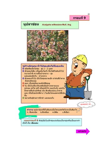15
                                                          กรอบที่ 9

 หูปลาชอน             Acalypha wilkesiana Mull. Arg.




รูปรางลักษณะทั่วไปของตนไมทมองเห็น
                             ี่
O ชนิดพืชเปนไมพุม สูง 1 - 2 เมตร
O ลักษณะนิสัย เจริญเติบโตเร็ว ขึ้นไดดีในดินทั่วไป
  ระบายน้ําดี ความชื้นปานกลาง - สูง
  แสงแดดเต็มวัน - ปานกลาง
O ลักษณะทั่วไป เปนไมพุมขนาดเล็ก ลําตนสีน้ําตาล
   ตั้งตรงมีขนนุม
O ดอก เปนชอมีขนาดเล็กมีสีชมพู
O ใบ เปนใบเดี่ยวเรียงสลับมีรูปรางหลายแบบ
  รูปกลม รูปไข รูปรี หรือรูปหัวใจ ขอบใบจัก แผนใบ
  มีหลายสีแลวแตพันธุ เขน สีเหลืองออน,น้ําตาล
  แดง หรือมีจุดประสีตาง ๆ ใบเมื่อโดนแดดจะมีสีเขม
  ขึ้น
O ขยายพันธุดวยการปกชํา และตอนกิ่ง


                                                                     ดูเฉลยหนา 16


     คําถาม หูปลาชอนที่มีใบสีแดงเมื่อโดนแดดจัดใบจะเปนสีอะไร
     ก. สีแดงเขม  ข.สีเหลือง     ค.สีสม   ง.สีเขียว



 เฉลยกรอบที่ 8 พันธุเข็มใบเล็กพุมแนนนิยมเปนกลุมหรือเปนแถวทํา
เปนรั้ว คือ เข็มแดง



                                                                หนาตอไป
 