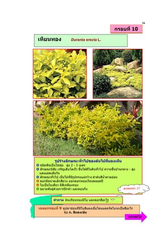 16
                                                         กรอบที่ 10

 เทียนทอง                Duranta erecta L.




             รูปรางลักษณะทั่วไปของตนไมทมองเห็น
                                          ี่
O ชนิดพืชเปนไมพุม สูง 2 - 3 เมตร
O ลักษณะนิสัย เจริญเติบโตเร็ว ขึ้นไดดีในดินทั่วไป ความชื้นปานกลาง - สูง
  แสงแดดเต็มวัน
O ลักษณะทั่วไป เปนไมที่มีรูปทรงแผกวาง ลําตนสีน้ําตาลออน
O ดอกมีขนาดเล็กสีมวง ออกดอกหมุนเวียนตลอดป
O ใบเปนใบเดี่ยว มีสีเหลืองทอง
O ขยายพันธุดวยการปกชํา และตอนกิ่ง                           ดูเฉลยหนา 17



            คําถาม ตนเทียนทองมีใบ และดอกสีอะไร

 เฉลยกรอบที่ 9 หูปลาชอนที่มีใบสีแดงเมื่อโดนแดดจัดใบจะเปนสีอะไร
                    ขอ ก. สีแดงเขม
                                                                   หนาตอไป
 