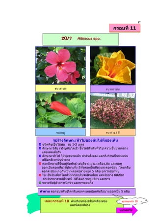 17
                                                       กรอบที่ 11

                ชบา         Hibiscus spp.




               J




                #                                       3
          รูปรางลักษณะทั่วไปของตนไมทมองเห็น
                                       ี่
O ชนิดพืชเปนไมพุม สูง 1-3 เมตร
O ลักษณะนิสัย เจริญเติบโตเร็ว ขึ้นไดดีในดินทั่วไป ความชื้นปานกลาง
  แสงแดดเต็มวัน
O ลักษณะทั่วไป ไมพุมขนาดเล็ก ลําตนตั้งตรง แตกกิ่งกานเปนพุมแนน
  เปลือกสีเทาปนน้ําตาล
O ดอกมีหลายสีขึ้นอยูกับพันธุ เชนสีขาว,มวง,เหลือง,สม และชมพู
  ออกเปนดอกเดี่ยวที่ปลายกิ่ง มีทั้งดอกชั้นเดียวและดอกซอน โคนกลีบ
  ดอกจะซอนเกยกันเปนหลอดปลายแยก 5 กลีบ ยกเวนชบาหนู
O ใบ เปนใบเดี่ยวโคนใบมนขอบใบจักฟนเลื่อย แผนใบบาง มีสีเขียว
   ยกเวนชบาสามสีใบจะมี 3สีไดแก ชมพู เขียว และขาว
O ขยายพันธุดวยการปกชํา และการตอนกิ่ง

คําถาม ดอกชบาพันธุใดกลีบดอกจะเกยซอนกันไมบานออกเปน 5 กลีบ


    เฉลยกรอบที่ 10 ตนเทียนทองมีใบเหลืองทอง                  ดูเฉลยหนา 18
                       และมีดอกสีมวง
                                                            หนาตอไป
 