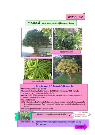 18
                                                          กรอบที่ 12

         ซองออฟ           Dracaena reflexa (Decne.) Lam.




                                                ซองออฟจาไมกา




              ซองออฟอินเดีย

                รูปรางลักษณะทั่วไปของตนไมทมองเห็น
                                             ี่
 O ชนิดพืชเปนไมพุม สูง 3 เมตร
 O ลักษณะนิสัย เจริญเติบโตปานกลาง ขึ้นไดดีในดินรวนระบายน้ําไดดี ความชื้น
   ปานกลาง - ต่ํา แสงแดดเต็มวัน - ครึ่งวัน
 O ลักษณะทั่วไป ไมพมขนาดกลาง ลําตนกลม ทรงพุมทึบบริเวณยอด แตกหนอจาก
                       ุ
   โคนตน เปลือกสีน้ําตาลอมเทา
 O ดอกมีสีขาวนวล
 O ใบ เปนใบเดี่ยวเรียงเวียนสลับถี่ๆที่ปลายกิ่งปลายใบแหลม กลางใบสีเขียวออนขอบใบ
    สีเขียวเขมคือซองออฟจาไมกา และกลางใบสีเขียวออนขอบใบสีเหลืองคือซองออฟ
    อินเดีย
 O ขยายพันธุดวยการปกชํา และการตอนกิ่ง


                    คําถาม จากภาพคือซองออฟพันธุใด                 ดูเฉลยหนา 19



เฉลยกรอบที่ 11 ดอกชบาทีกลีบดอกเกยซอนกันไมบานออกเปนออก 5 กลีบ
                       ่
                  คือ ชบาหนู
                                                                     หนาตอไป
 
