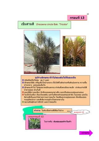 19
                                                      กรอบที่ 13

เข็มสามสี       Dracaena cincta Bak. 'Tricolor'




              รูปรางลักษณะทั่วไปของตนไมทมองเห็น
                                           ี่
O ชนิดพืชเปนไมพุม สูง 2 เมตร
O ลักษณะนิสัย เจริญเติบโตปานกลาง ขึ้นไดดีในดินรวนหรือดินปนทราย ความชื้น
  ปานกลาง แสงแดดเต็มวัน
O ลักษณะทั่วไป ไมพุมขนาดเล็กแตกกอ ลําตนตั้งตรงมีขนาดเล็ก ลําตนแกจะมีสี
  น้ําตาลออน ชวงใบถี่
O ดอกมีสีขาวอมเขียว มีกลิ่นหอมตอนกลางคืน ออกเปนชอแบบชอแยกแขนง
O ใบเปนใบเดี่ยว เรียงเวียนสลับ แตกใบถีตรงสวนยอดของลําตน ใบแหลม แผนใบ
                                         ่
  มีสามสีเปนแถบไปตามความยาวของใบ โดยสีแดงจะอยูขอบนอก สีเหลืองออน
  จะอยูถัดเขามา และสีเขียวจะอยูขางในตรงกลางใบ
O ขยายพันธุดวยการปกชํา และการตอนกิ่ง



             คําถาม ใบตนเข็มสามสีมีสีอะไรบาง
                                                           ดูเฉลยหนา 20

      เฉลยกรอบที่ 12

                         ในภาพคือ ตนซองออฟจาไมกา




                                                                    หนาตอไป
 