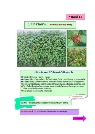23
                                                        กรอบที่ 17

        ประทัดไตหวัน            Hamelia patens Jacq.




               รูปรางลักษณะทั่วไปของตนไมทมองเห็น
                                            ี่

O ชนิดพืชเปนไมพุม สูง 3 - 4 เมตร
O ลักษณะนิสัย เจริญเติบโตเร็ว ขึ้นไดดีในดินทั่วไป ความชื้นปานกลาง แสงแดดจัด
O ลักษณะทั่วไป ไมพุมขนาดกลาง ลําตนแตกกิ่งกานเปนพุมกลม กิ่งกานออนมีขน
O ดอก ออกตรงสวนยอดของกระจุกใบ มีลักษณะเปนหลอดสีแดงอมสมออกตลอดป
O ใบ เปนใบเดี่ยวรูปมนรีปลายแหลม ออกตามขอตนโดยออกเปนกระจุก กระจุกละ
  3ใบดานบนมีสีเขียวอมเหลืองเปนมัน
O ขยายพันธุดวยการตอนกิ่ง หรือ ปกชํา

                                                            ดูเฉลยหนา 24


คําถาม ใบของตนประทัดจีนออกตามขอเปนกระจุก ๆ ละกี่ใบ



เฉลยกรอบที่ 16 ยี่โถดอกซอนมีดอกสีเดียวคือสีชมพูเขม


                                                               หนาตอไป
 