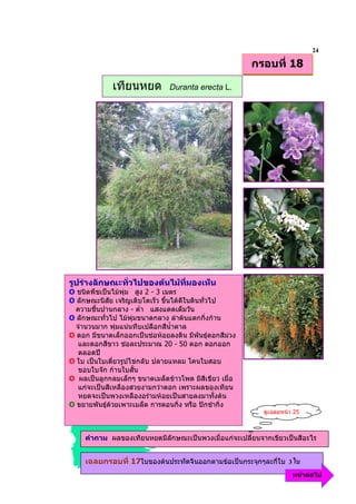 24
                                                        กรอบที่ 18

             เทียนหยด          Duranta erecta L.




รูปรางลักษณะทั่วไปของตนไมทมองเห็น
                             ี่
O ชนิดพืชเปนไมพุม สูง 2 - 3 เมตร
O ลักษณะนิสัย เจริญเติบโตเร็ว ขึ้นไดดีในดินทั่วไป
  ความชื้นปานกลาง - ต่ํา แสงแดดเต็มวัน
O ลักษณะทั่วไป ไมพุมขนาดกลาง ลําตนแตกกิ่งกาน
  จํานวนมาก พุมแนนทึบเปลือกสีน้ําตาล
O ดอก มีขนาดเล็กออกเปนชอหอยลงดิน มีพันธุดอกสีมวง
   และดอกสีขาว ชอละประมาณ 20 - 50 ดอก ดอกออก
   ตลอดป
O ใบ เปนใบเดี่ยวรูปไขกลับ ปลายแหลม โคนใบสอบ
   ขอบใบจัก กานใบสั้น
O ผลเปนลูกกลมเล็กๆ ขนาดเมล็ดขาวโพด มีสีเขียว เมื่อ
   แกจะเปนสีเหลืองสวยงามกวาดอก เพราะผลของเทียน
   หยดจะเปนพวงเหลืองอรามหอยเปนสายลงมาทั้งตน
O ขยายพันธุดวยเพาะเมล็ด การตอนกิ่ง หรือ ปกชํากิ่ง
                                                           ดูเฉลยหนา 25



     คําถาม ผลของเทียนหยดมีลักษณะเปนพวงเมื่อแกจะเปลี่ยนจากเขียวเปนสีอะไร


     เฉลยกรอบที่ 17ใบของตนประทัดจีนออกตามขอเปนกระจุกๆละกี่ใบ     39
                                                                     หนาตอไป
 