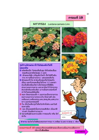 25
                                                           กรอบที่ 19

                ผกากรอง            Lantana camara Linn.




รูปรางลักษณะทั่วไปของตนไมที่
มองเห็น
O ชนิดพืชเปน ไมพุมเตี้ยถึงสูง มีทั้งชนิดเลือย
                                              ้
   คลุมดินและชนิดพุมสูง 2 เมตร
O ลักษณะนิสัย เจริญเติบโตเร็ว ขึ้นไดดีในดิน
   รวน ความชื้นปานกลาง แสงแดดเต็มวัน
O ลักษณะทั่วไป ลําตนเปนพุมหรือไมพุมกึ่ง
  เลื้อย แตกกิ่งทอดเลือยไดไกล 1-2 เมตรลํา
                           ้
  ตนเปนสี่เหลี่ยมจัดวาเปนไมดอกที่มีสีสัน
  สวยงามหลากหลาย แตเวลามีอะไรไปกระทบ
  ตนจะมีกลิ่นเหม็นเขียว อาจเปนสาเหตุหนึ่งที่
  ทําใหไมคอยมีศัตรูพช ื
O ดอก มีดอกยอยเล็ก ๆ ออกรวมเปนกระจุกรวม
  ดอกวงนอกจะบานกอนวงใน มีหลายสี เชน
  เหลืองแก,เหลืองออน,แดง,ชมพู,สม,แสด,มวง
  ขาว ออกดอกตลอดป
O ใบ เปนใบเดี่ยวรูปไขริมใบจักทั้งตน และใบมี
  ขนคายมือ
O ผล เปนผลสดมีเนื้อทรงกลมสีเขียว เมื่อแกสี
   มวงดํา มีเมล็ดจํานวนมาก
                                                   ดูเฉลยหนา 26
O ขยายพันธุดวยเพาะเมล็ด การตอนกิ่ง หรือ ปก
  ชํากิ่ง

 คําถาม ขอใดไมใชสีของดอกผกากรอง ก.เหลือง ข.แดง ค.ชมพู ง. เขียว


เฉลยกรอบที่ 18 ผลของเทียนหยดมีลกษณะเปนพวงเมื่อแกจะเปลี่ยนจาก
                               ั
                  เขียวเปนสีเหลือง
                                                                   หนาตอไป
 