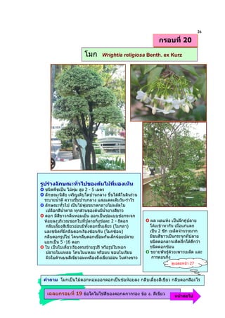 26
                                                            กรอบที่ 20

                       โมก      Wrightia religiosa Benth. ex Kurz




รูปรางลักษณะทั่วไปของตนไมที่มองเห็น
O ชนิดพืชเปน ไมพุม สูง 2 - 5 เมตร
O ลักษณะนิสัย เจริญเติบโตปานกลาง ขึ้นไดดีในดินรวน
  ระบายน้าดี ความชืนปานกลาง แสงแดดเต็มวัน-รําไร
           ํ          ้
O ลักษณะทั่วไป เปนไมพมขนาดกลางไมผลัดใบ
                          ุ
   เปลือกสีน้ําตาล ทุกสวนของตนมีน้ํายางสีขาว
O ดอก มีสีขาวกลิ่นหอมเย็น ออกเปนชอแบบชอกระจุก
  หอยลงบริเวณซอกใบที่ปลายกิ่งชอละ 2 - 8ดอก          O ผล ผลแหง เปนฝกคูปลาย
   กลีบเลี้ยงสีเขียวออนมีทั้งดอกชั้นเดียว (โมกลา)      โคงเขาหากัน เมื่อแกแตก
  และชนิดทีมีกลีบดอกเรียงซอนกัน (โมกซอน)
             ่                                          เปน 2 ซีก เมล็ดจํานวนมาก
  กลีบดอกรูปไข โคนกลีบดอกเชื่อมกันเล็กนอยปลาย         มีขนสีขาวเปนกระจุกที่ปลาย
  แยกเปน 5 -16 ดอก                                     ชนิดดอกลาจะติดฝกไดดีกวา
O ใบ เปนใบเดี่ยวเรียงตรงขามรูปรี หรือรูปใบหอก         ชนิดดอกซอน               10
   ปลายใบแหลม โคนใบแหลม หรือมน ขอบใบเรียบ             O ขยายพันธุดวยเพาะเมล็ด และ
   ผิวใบดานบนสีเขียวอมเหลืองถึงเขียวออน ใบดางขาว      การตอนกิ่ง
                                                                   ดูเฉลยหนา 27



 คําถาม โมกเปนไมดอกหอมออกดอกเปนชอหอยลง กลีบเลี้ยงสีเขียว กลีบดอกสีอะไร


   เฉลยกรอบที่ 19 ขอใดไมใชสีของดอกผกากรอง ขอ ง. สีเขียว          หนาตอไป
 
