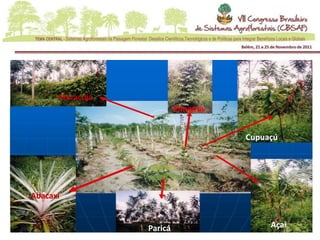 Maracujá
                          Pimenta


                                    Cupuaçú




Abacaxi


                 Paricá                  Açaí
 