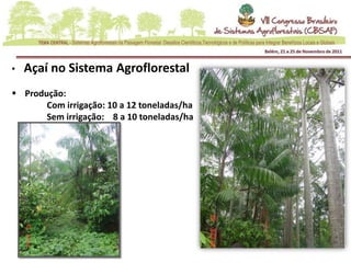 •   Açaí no Sistema Agroflorestal
 Produção:
       Com irrigação: 10 a 12 toneladas/ha
       Sem irrigação: 8 a 10 toneladas/ha
 