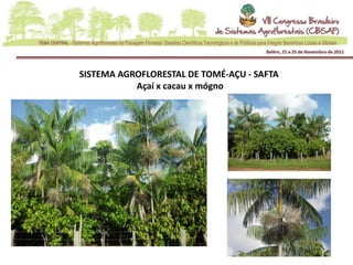 SISTEMA AGROFLORESTAL DE TOMÉ-AÇU - SAFTA
           Açaí x cacau x mógno
 