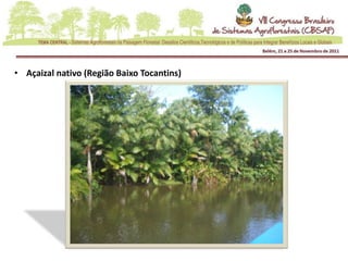 • Açaizal nativo (Região Baixo Tocantins)
 