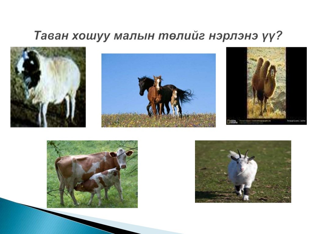 таван хошуу мал 3
