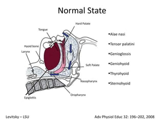 Alae nasi
Tensor palatini
Genioglossis
Geniohyoid
Thyrohyoid
Sternohyoid
Adv Physiol Educ 32: 196–202, 2008Levitsky – LSU
Normal State
 