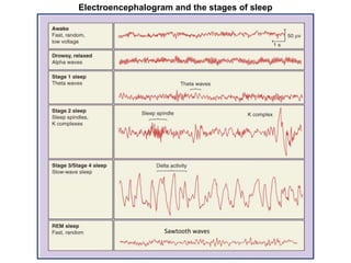 Electroencephalogram and the stages of sleep
Sawtooth waves
 