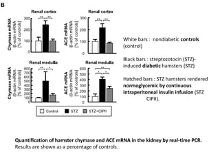 White bars : nondiabetic controls
                                            (control)

                                            Black bars : streptozotocin (STZ)-
                                            induced diabetic hamsters (STZ)

                                            Hatched bars : STZ hamsters rendered
                                            normoglycemic by continuous
                                            intraperitoneal insulin infusion (STZ
                                                       CIPII).




Quantiﬁcation of hamster chymase and ACE mRNA in the kidney by real-time PCR.
Results are shown as a percentage of controls.
 