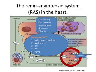 The renin-angiotensin system
     (RAS) in the heart.
            •Contractility
            •Chronotropy
            •Hypertrophy
            •Apoptosis
            •Fibrosis

      Inducers of ACE
      1. Vol or press overload
      2. Wall stress
      3. CHF
      4. MI
      5. aging
                                                        endothelium




                                 Physiol Rev • VOL 86 • JULY 2006
 