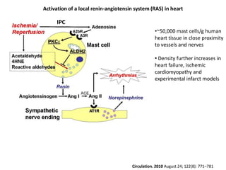 Activation of a local renin-angiotensin system (RAS) in heart

      IPC
                                                  •~50,000 mast cells/g human
                                                  heart tissue in close proximity
                                                  to vessels and nerves

                                                  • Density further increases in
                                                  heart failure, ischemic
                                                  cardiomyopathy and
                                                  experimental infarct models




                                      Circulation. 2010 August 24; 122(8): 771–781
 