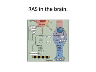 RAS in the brain.
 