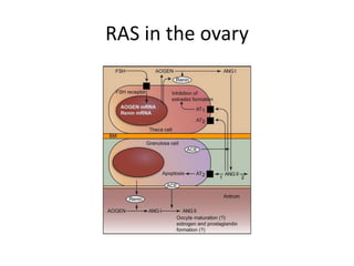 RAS in the ovary
 
