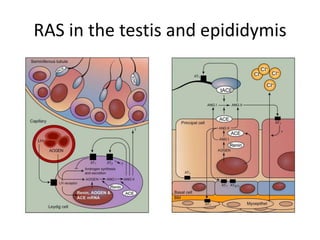 RAS in the testis and epididymis
 