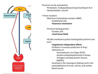 •Prorenin can be activated by
     •Proteolytic :Endopeptidases/trypsin/cathepsin B or
     •Nonproteolytic :low pH

• Three receptors
      •Mannose-6-phosphate receptor (M6P)
           •Endothelial cells
           •Clearance mechanism

     •Prorenin binding protein
          •Cardiac cells
          •Local tissue RAAS

     •45-kDa membrane protein binding both prorenin and
     renin
           •Angiotensin independent effects
           •Cofactor in increase production of Ang I
           •Activation of
                 •promyelocytic zinc ﬁnger (PLZF)
                 •protein-phosphatidylinositol-3-kinase
                 •mitogen-activated protein kinases
                 (MAPKs)
           •localized in the mesangium (kidney) and in the
           subendothelium of renal, uterine, and cardiac
           blood vessels
 
