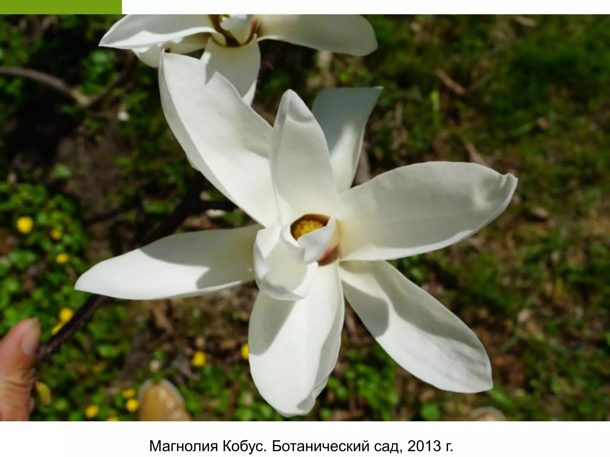 Магнолия Кобус. Ботанический сад, 2013 г.
 