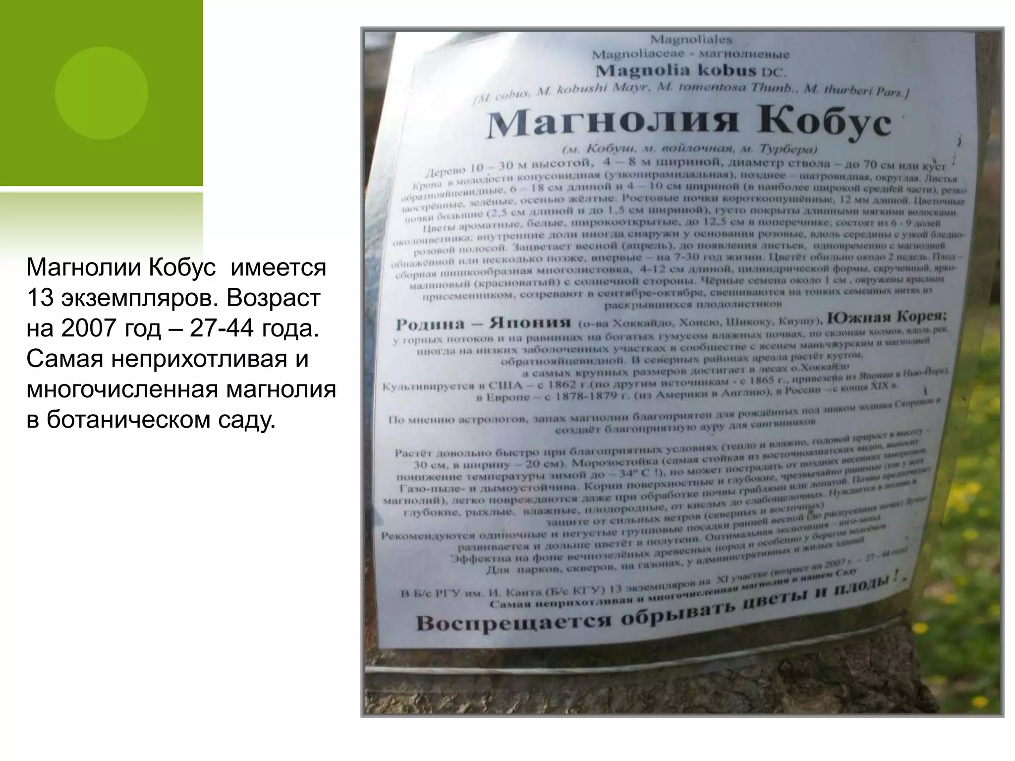 Магнолии Кобус имеется
13 экземпляров. Возраст
на 2007 год – 27-44 года.
Самая неприхотливая и
многочисленная магнолия
в ботаническом саду.
 